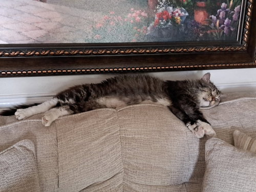 Photo 3 of Bandit