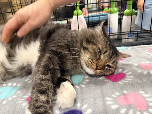 Bandit, a cat for adoption from North Texas Cat Rescue