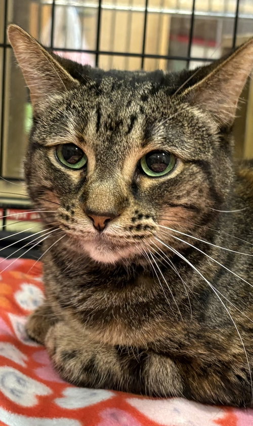 Olivia, an adoptable Domestic Short Hair in McKinney, TX