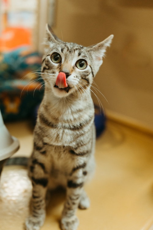 Joey, a cat for adoption from North Texas Cat Rescue