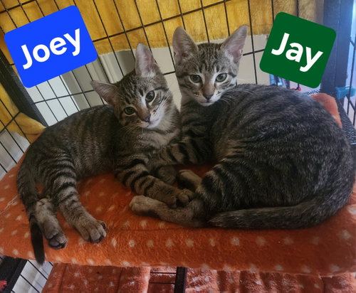 Photo 4 of Jay