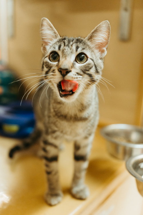 Jay, a cat for adoption from North Texas Cat Rescue