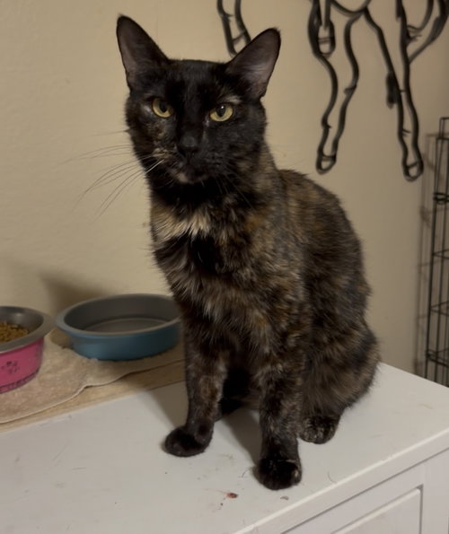 Delilah May, a cat for adoption from North Texas Cat Rescue