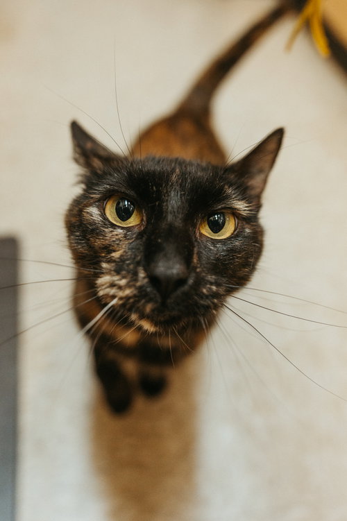Delilah May, American Shorthair / Tortoiseshell (short coat)