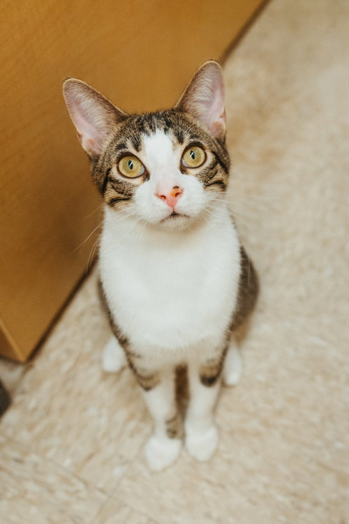 Crackle, Domestic Short Hair (short coat)