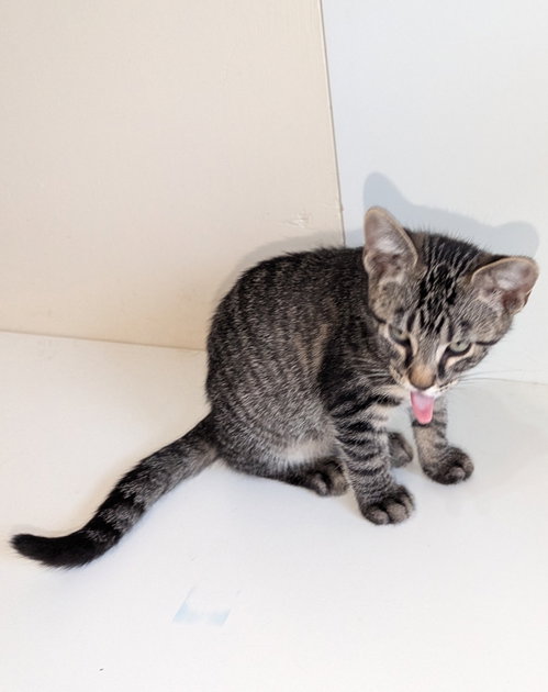 Tiger, a cat for adoption from North Texas Cat Rescue