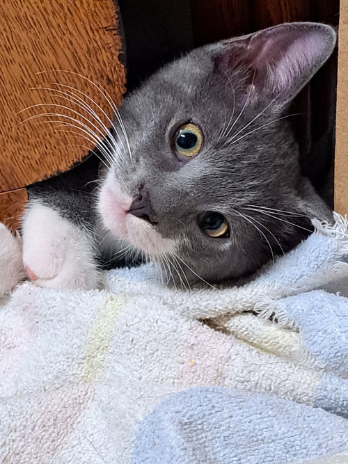 Jules, a cat for adoption from North Texas Cat Rescue