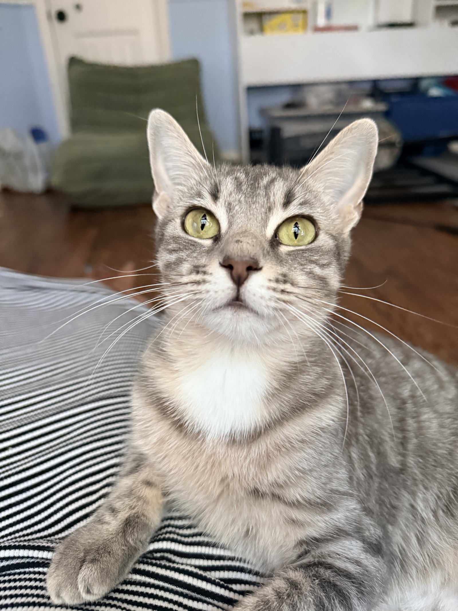 Jolene, American Shorthair
