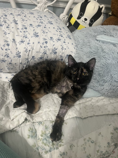 Miracle, Domestic Short Hair / Tortoiseshell / Mixed