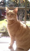 Clementine