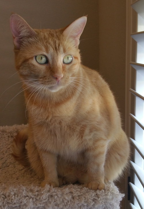 Clementine