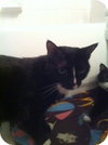 Cleo