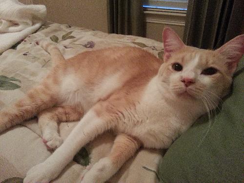 Creamsicle