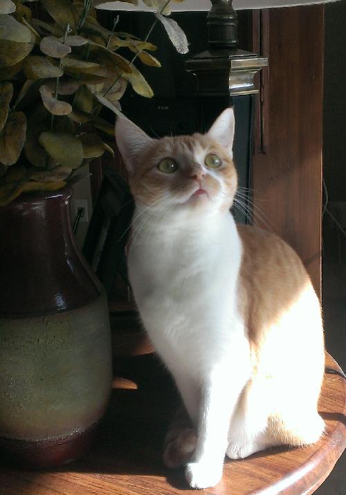 Lizzie