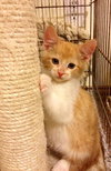 Cheddar