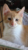 Cheddar