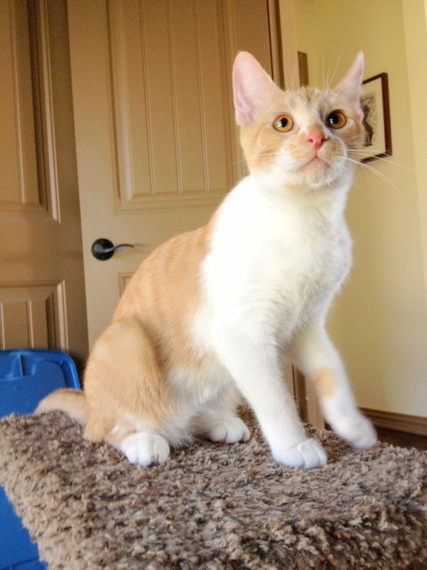 Cheddar