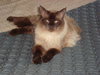 Cinnamon