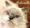 Antoinette