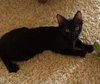 Coal