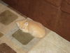 Scamper