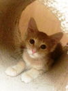 Scamper