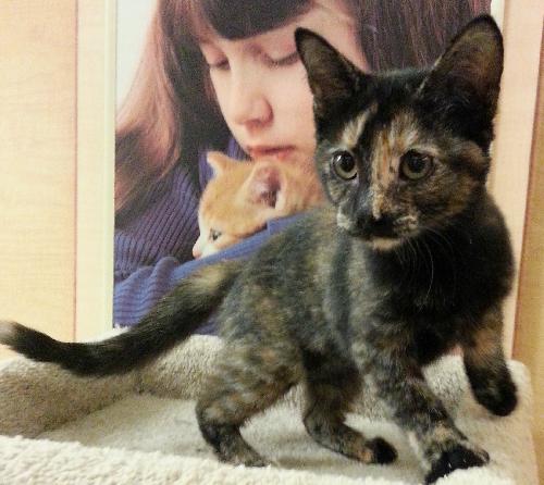 Choupette