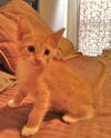 Weasley