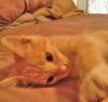 Weasley