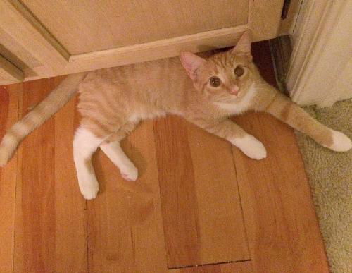 Weasley