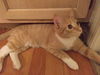 Weasley