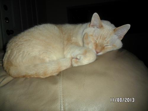 Cinnamon