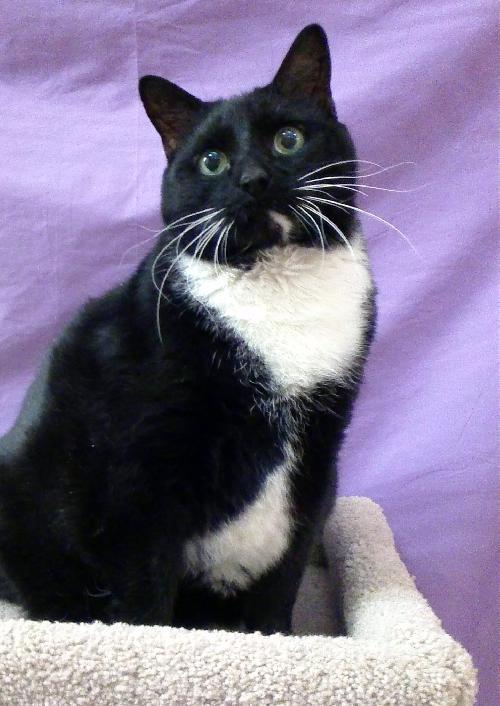 Big Tux