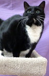 Big Tux