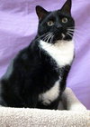 Big Tux