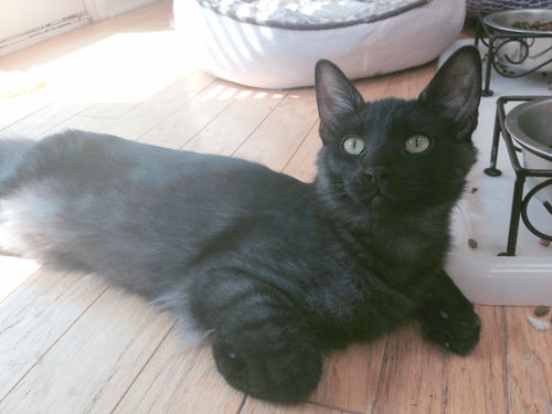 Sammy