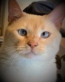 Jack - Flame Point Siamese
