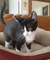Shiloh