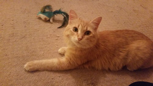 Sammi