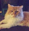 Chayson