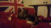 Jubilee