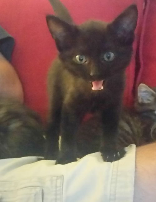 Jagger AKA Jumba