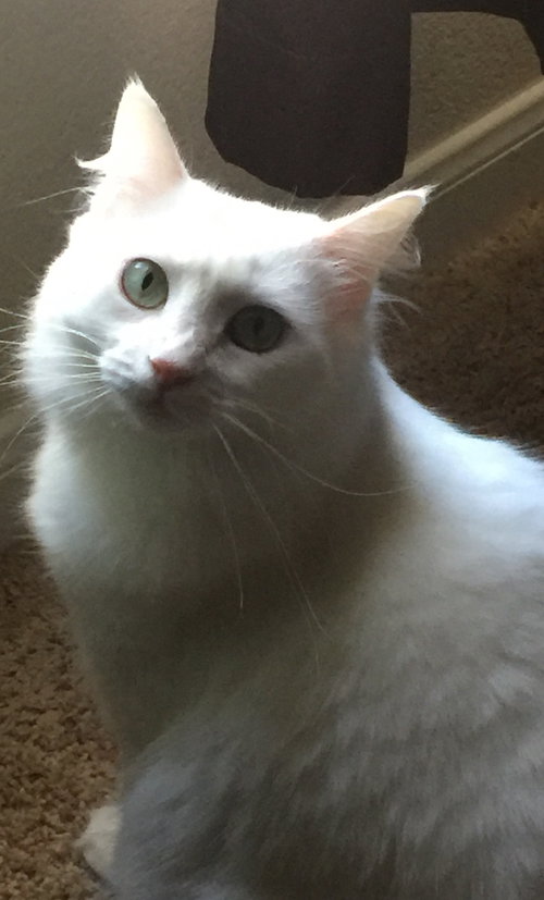 Luna