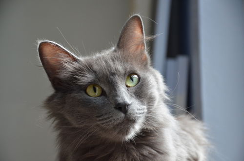 Angel - Russian Blue