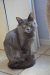 Angel - Russian Blue