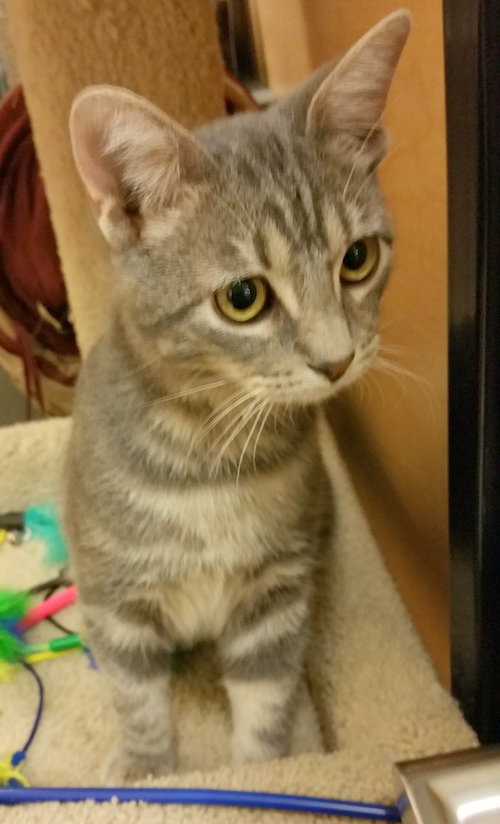 Louie