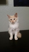 Berlioz