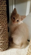 Berlioz
