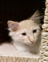 Berlioz