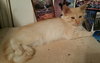 Berlioz